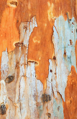  eucalyptus tree bark background