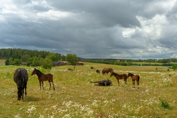 Group of horses with foals in a green sunny summer pasture