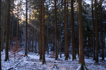 Verschneite Waldlandschaft im Taunus/Deutschland