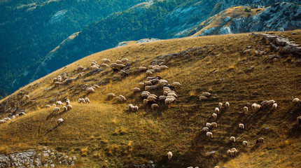 sheep in the mountains