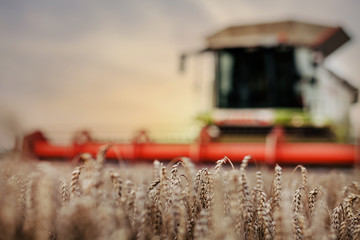 beautiful harvester in a field with wheat stands at sunset with a blurred background