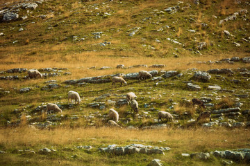 sheep in the mountains