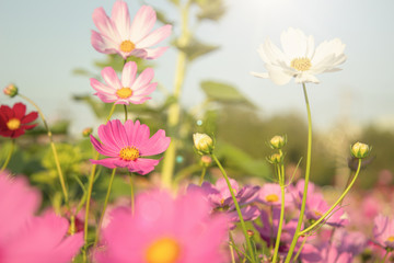 Beautiful Pink and White Cosmos flowers or daisy under sunlight in garden with blue sky background in Vintage color tone style or pastel retro, selective focus. Daisy under sunlight morning.
