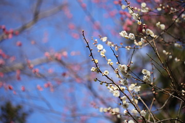 梅の花