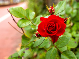 red rose