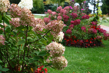 Bushes of a hydrangea paniculata during flowering are a garden ornament.