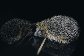 A beautiful little gray hedgehog sits on the piano keys. Piano playing. Music school, education concept, beginning of the year, creativity. Musical instrument, classical, melody. Muzzle close-up.