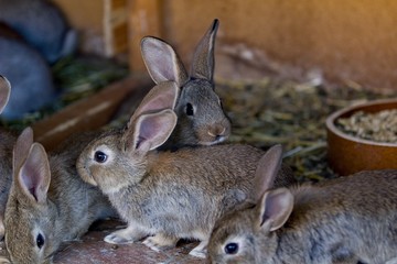 Rabbits in natural color