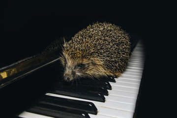 A beautiful little gray hedgehog sits on the piano keys. Piano playing. Music school, education concept, beginning of the year, creativity. Musical instrument, classical, melody. Muzzle close-up.