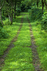 里山の風景　林道イメージ