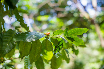 Coffee beans on coffee tree, branch of a coffee tree with ripe fruits.