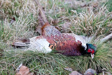 Shooted male of pheasant on the grass