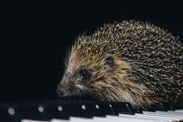 A beautiful little gray hedgehog sits on the piano keys. Piano playing. Music school, education concept, beginning of the year, creativity. Musical instrument, classical, melody. Muzzle close-up.
