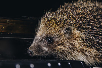A beautiful little gray hedgehog sits on the piano keys. Piano playing. Music school, education concept, beginning of the year, creativity. Musical instrument, classical, melody. Muzzle close-up.