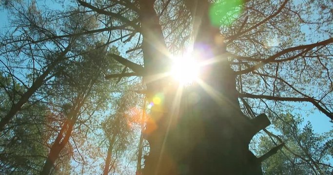 Walking through Siberian pine forest looking up to the tree crowns and blue sky