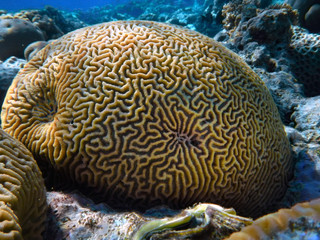 Close up of Grooved brain coral labyrinth
