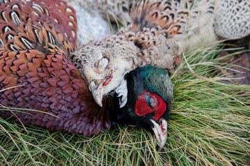 Portrait of shooted pheasants