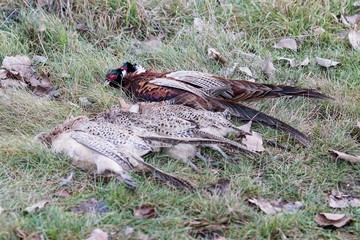 Shooted pheasants in traditional position