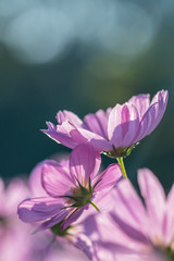 Beautiful pink cosmos flower blooming in a garden.