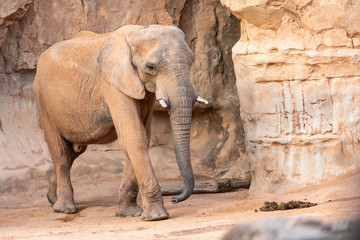 African savannah elephant look, Loxodonta africana, as you walk through a zoo.