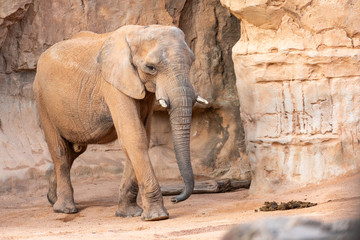 Naklejka premium African savannah elephant look, Loxodonta africana, as you walk through a zoo.