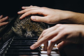 two male hands on the piano. palms lie on the keys and play the keyboard instrument in a music school. student learns to play. hands of a pianist. hedgehog in the background. © Yuliia