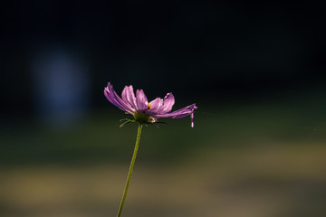 Selective focus beautiful pink cosmos flower blooming in a garden.