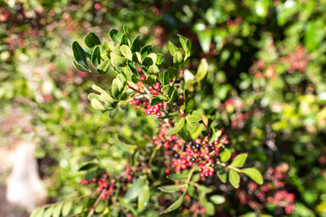 Leaves and fruits of mastic, Pistacia lentiscus, during the autumn.