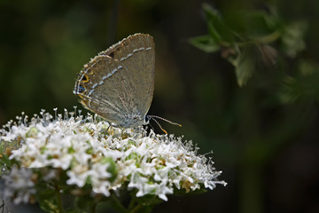 Love me/ Satyrium abdominalis
