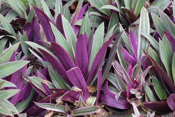 Obraz premium flowers in the garden