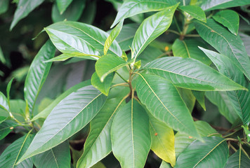 Justicia Adathoda. Family: Acanthaceae. A shrub with white flowers. Its leaves are a well known remedy for cough and congestion.