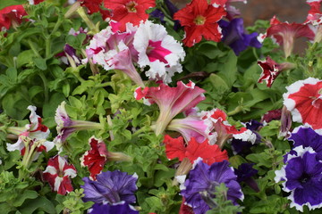  flowers in the garden