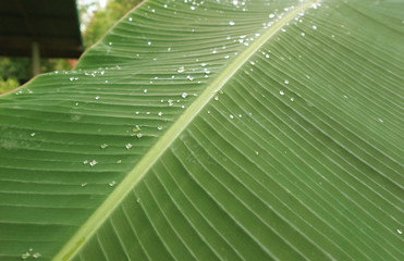Beautiful banana leaves and rain drops