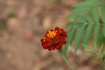 flowers in the garden