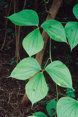 Dioscorea Daemona. Family: Dioscoreaceae. The tubers of this plant cause intoxication and severe side effects if eaten raw or when not properly processed.