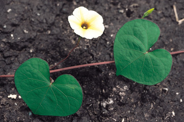 Ipomoea Obscura. Family: Convolvulaceae. This small climber is related to the Morning Glory.
