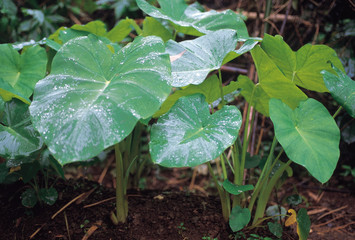 Colocasia sp. Family: Araceae. Usually cultivated in back yards, this herb needs a good amount of water to grow well. The leaves are cooked thoroughly and eaten.