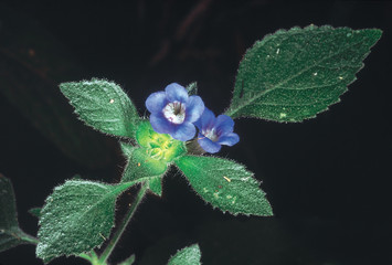 Hemigraphis Latebrosa. Family: Acanthaceae. A small herb with glandular hair near the inflorescence. It emits it a peculiar smell when rubbed.