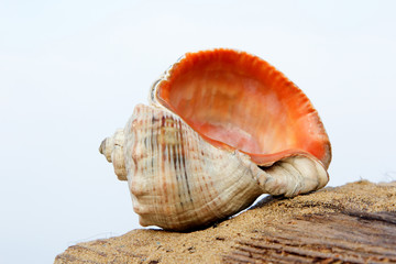 Sea shells on the sandy shore against the background of the sea and sky