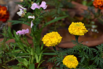  flowers in the garden