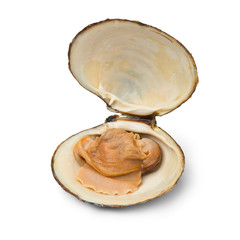 Single fresh cooked spisula solida or surf clam