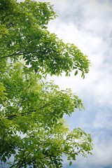 tree on background of blue sky