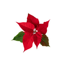 Poinsettia Christmas Eve flower isolated on white