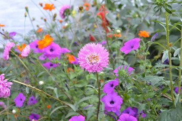 Autumn garden, home flower bed. Beautiful blooming asters of pink and white flowers. Green leaves. Autumn