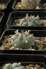 Green Peyote cactus in pots close up - obrazy, fototapety, plakaty