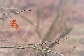 branch of a tree in winter
