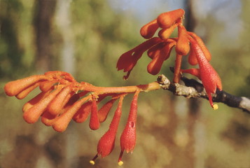 Flower. Firmiana Corolata. Family: Sterculiaceae. A deciduous tree with bright orange-red flowers. The wood is soft and weak. The tree loses its leaves shortly after the monsoon.