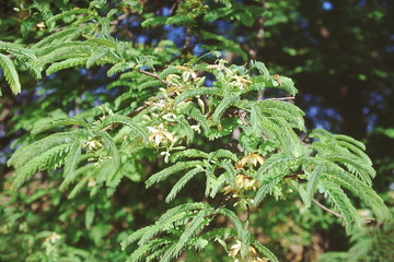 Flowering branch.Tamarindus Indica. Family: Caesalpiniaceae. Tamarind tree. The wood is hard, heavy and durable. The fruit is used for flavouring a variety of dishes.