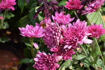 Obraz premium flowers in the garden