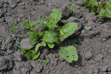 Sprouted beet seeds. Young green sprouts on on black ground. Delicate leaves